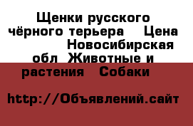 Щенки русского чёрного терьера  › Цена ­ 25 000 - Новосибирская обл. Животные и растения » Собаки   